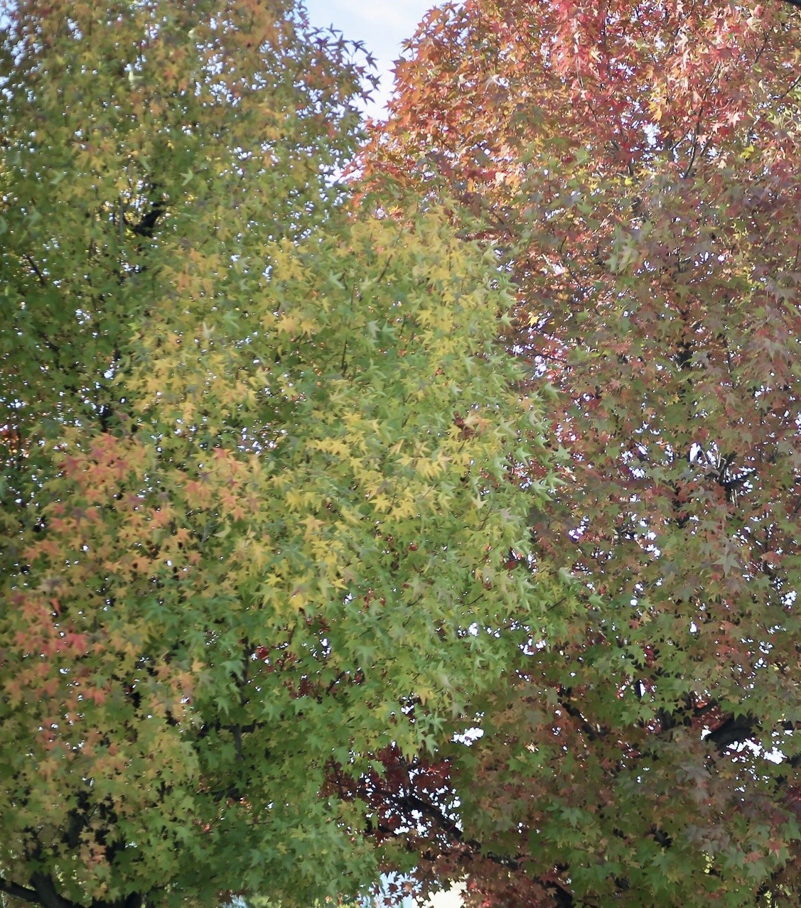 0962A01B-D91A-4CDB-8A48-D2A5C729EC1D.jpeg