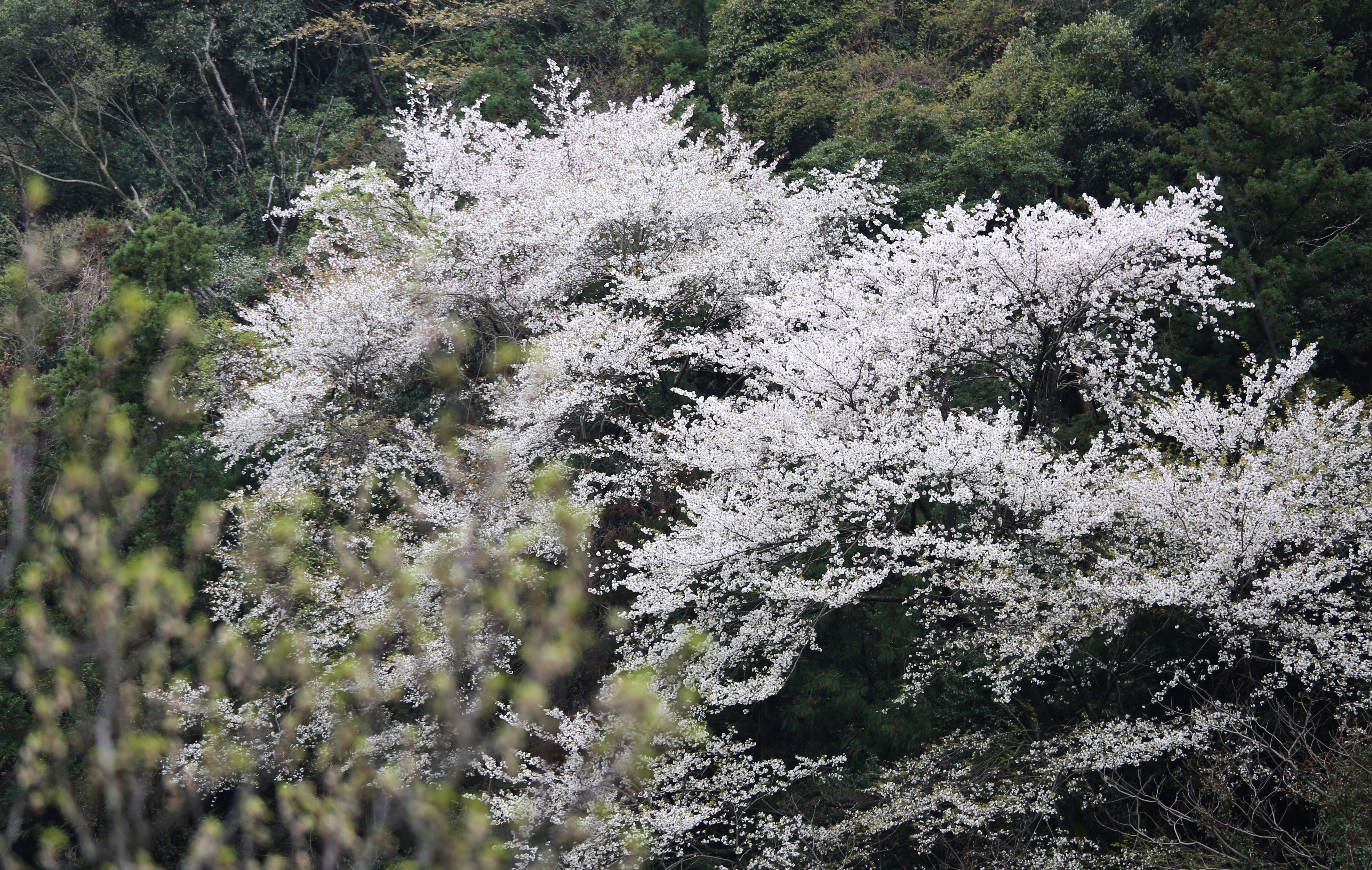 11DB49BC-E311-471F-9787-EC23508D4F5B.jpeg