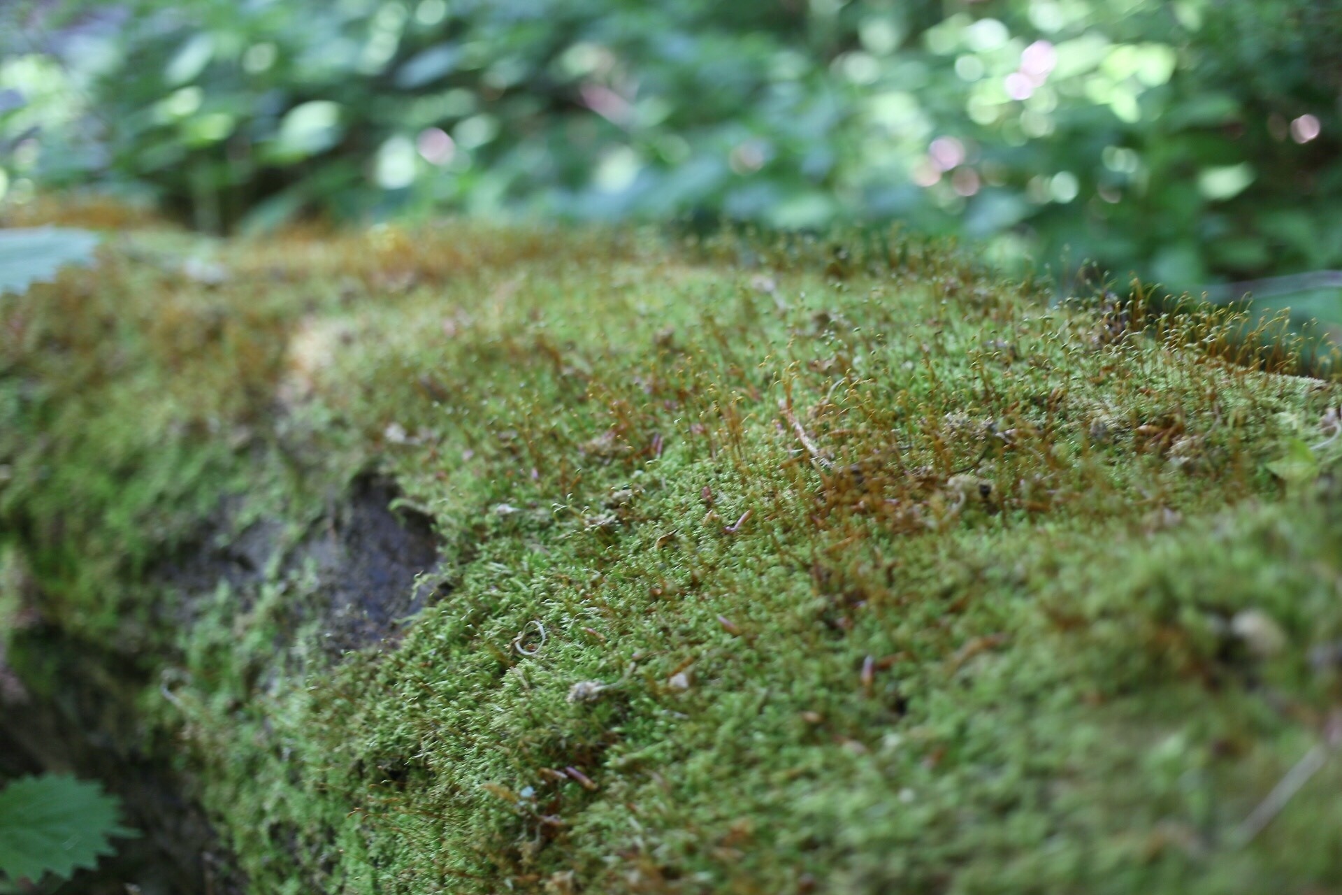 1C147793-EF10-4AAB-A73C-2D540D03E663.jpeg