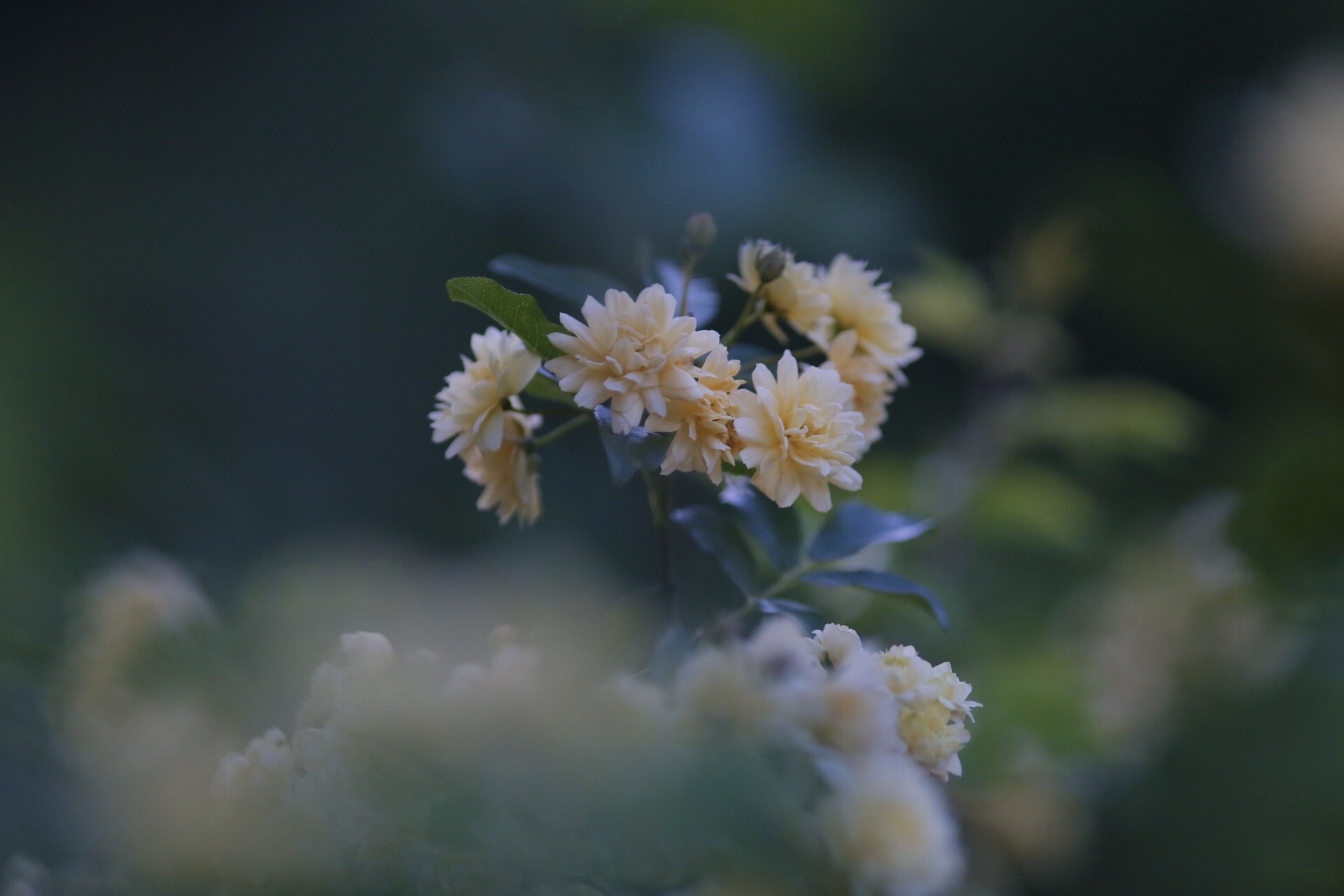 1C9F23A3-21DC-4391-B44A-72F66EA88F07.jpeg