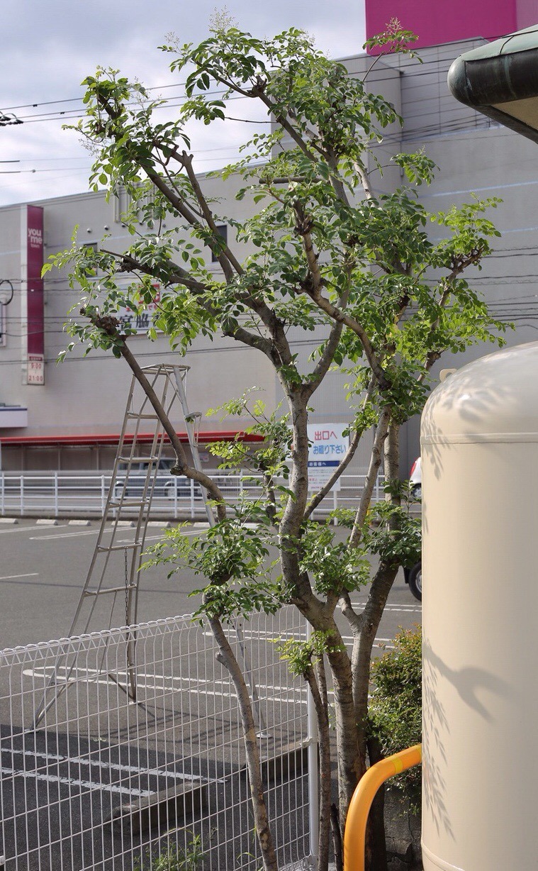 407D5F1B-19A1-4C06-8AB2-CC44AFD642CC.jpeg