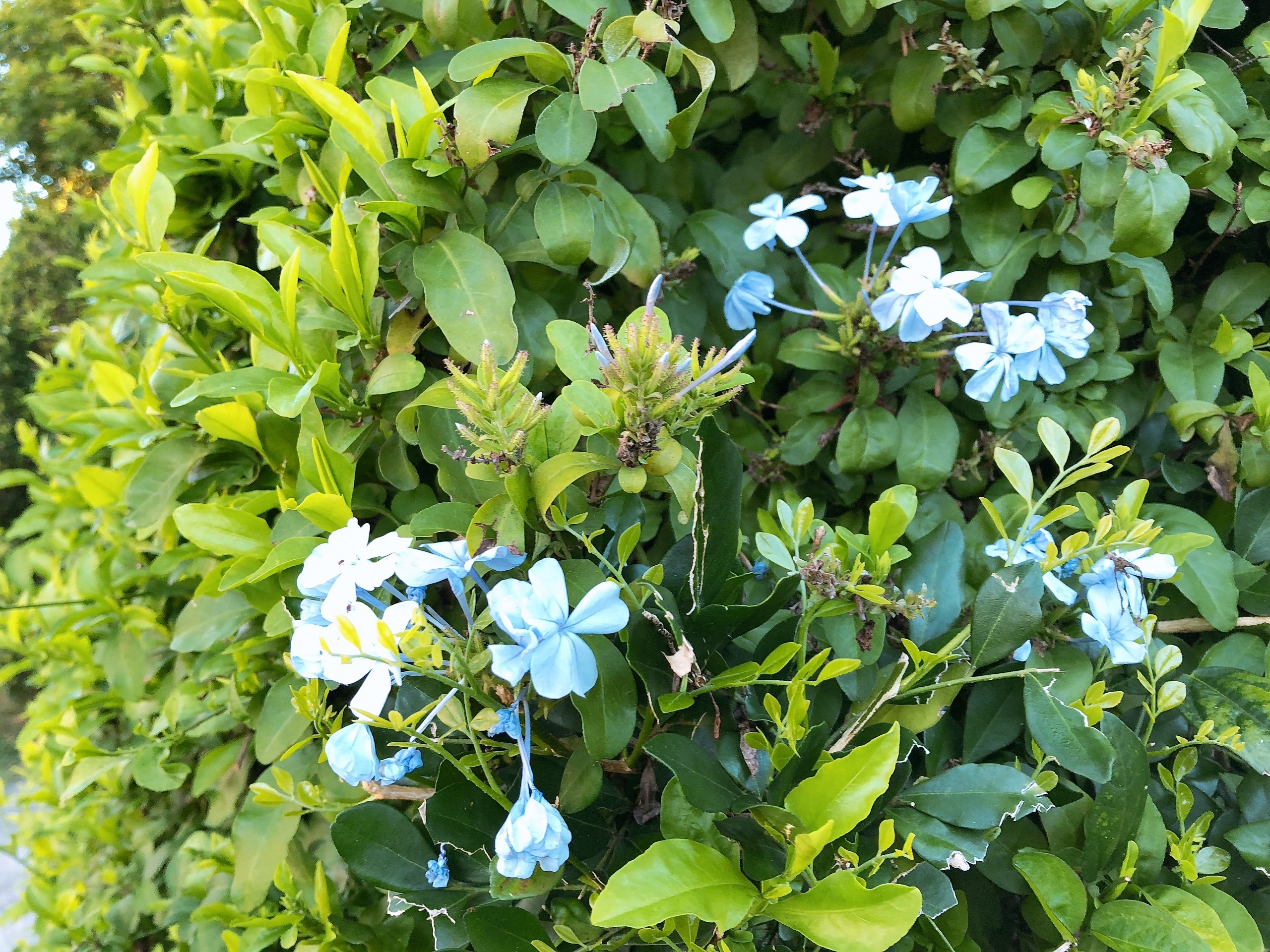 4184A99E-6500-49F7-8CB8-89F36E9694D3.jpeg