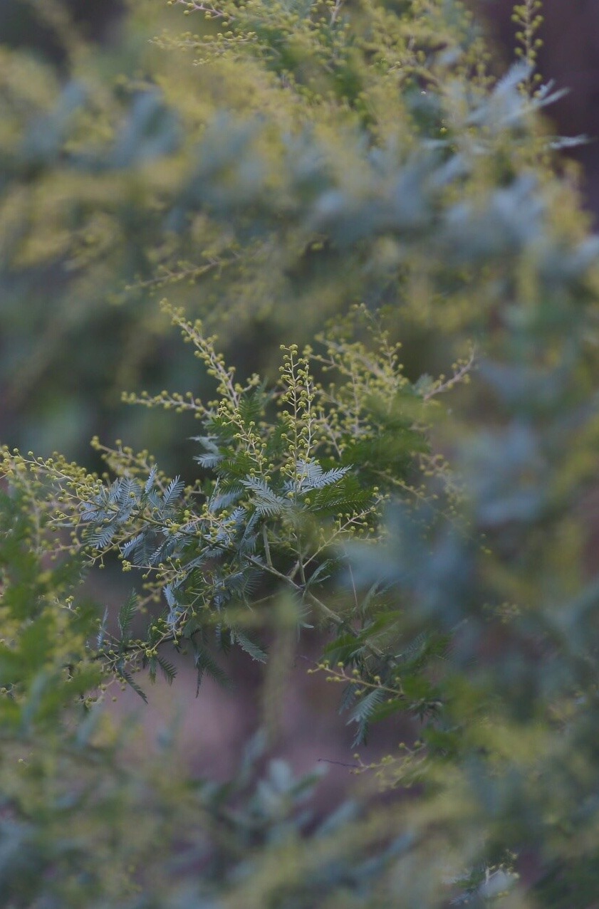 43CF75A7-0C91-428D-90AE-5709E27248AC.jpeg