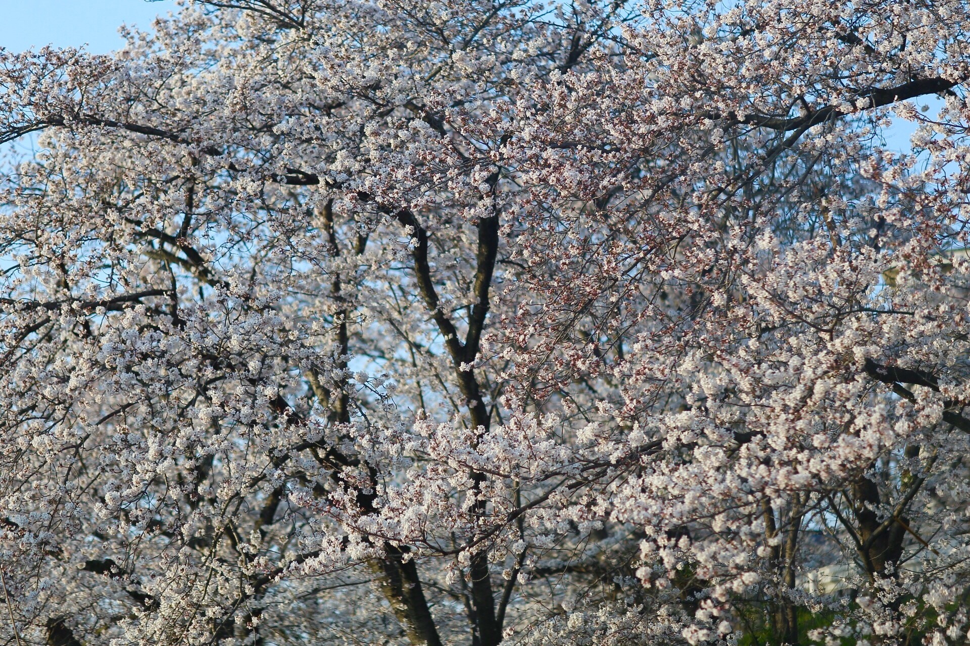 5986DF24-82B0-4546-9770-3EEA362E752F.jpeg