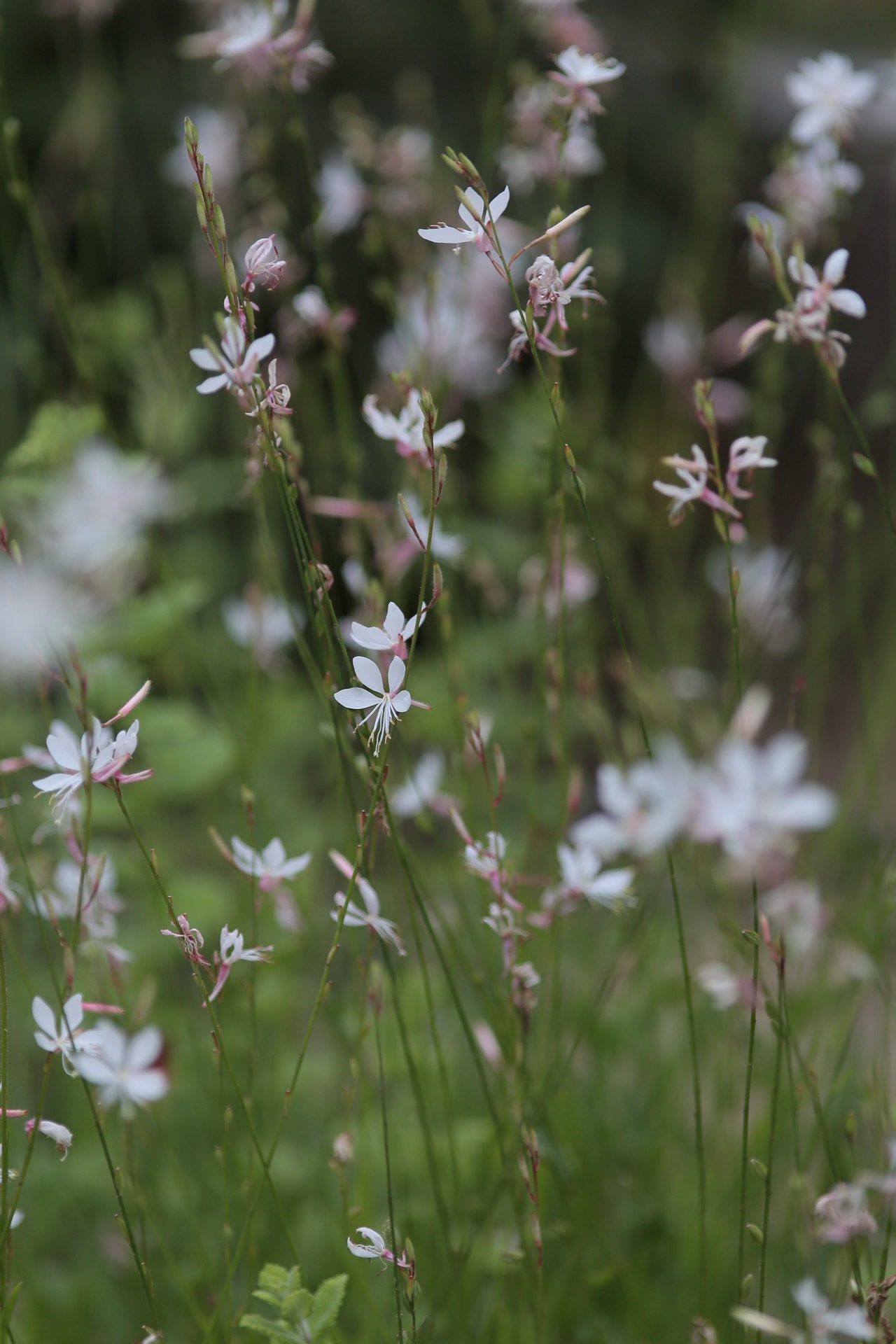 5A51BCAE-C7CB-4F1B-AB11-9E48D448C2B1.jpeg
