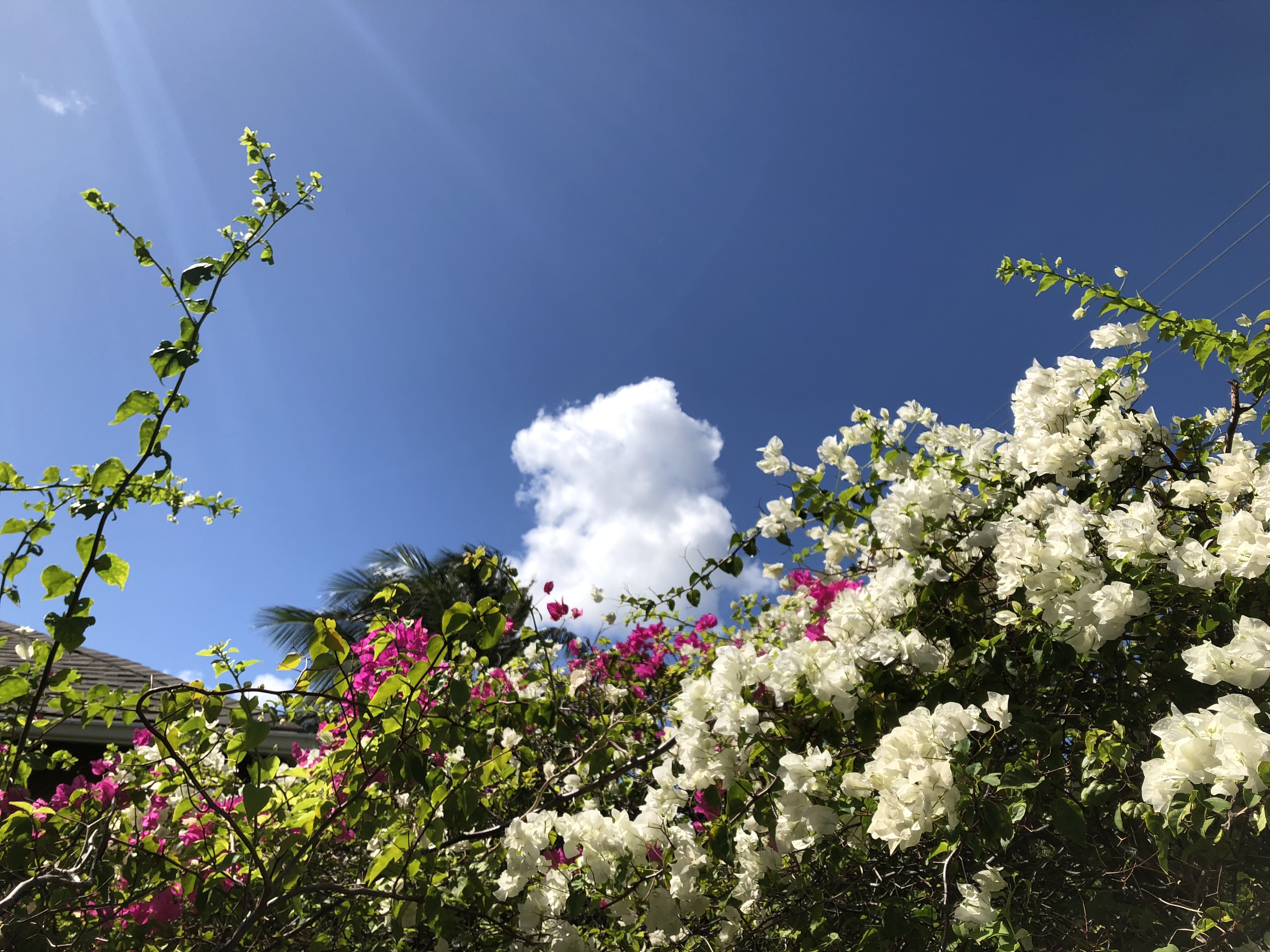 73A170CB-10EB-4FE8-AFB7-8AE6F9102C77.jpeg
