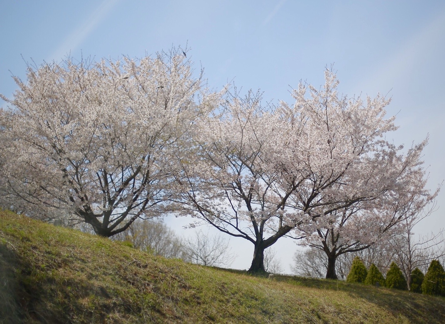 81B165AF-BA65-469E-96AF-6E76EF77FA7C.jpeg