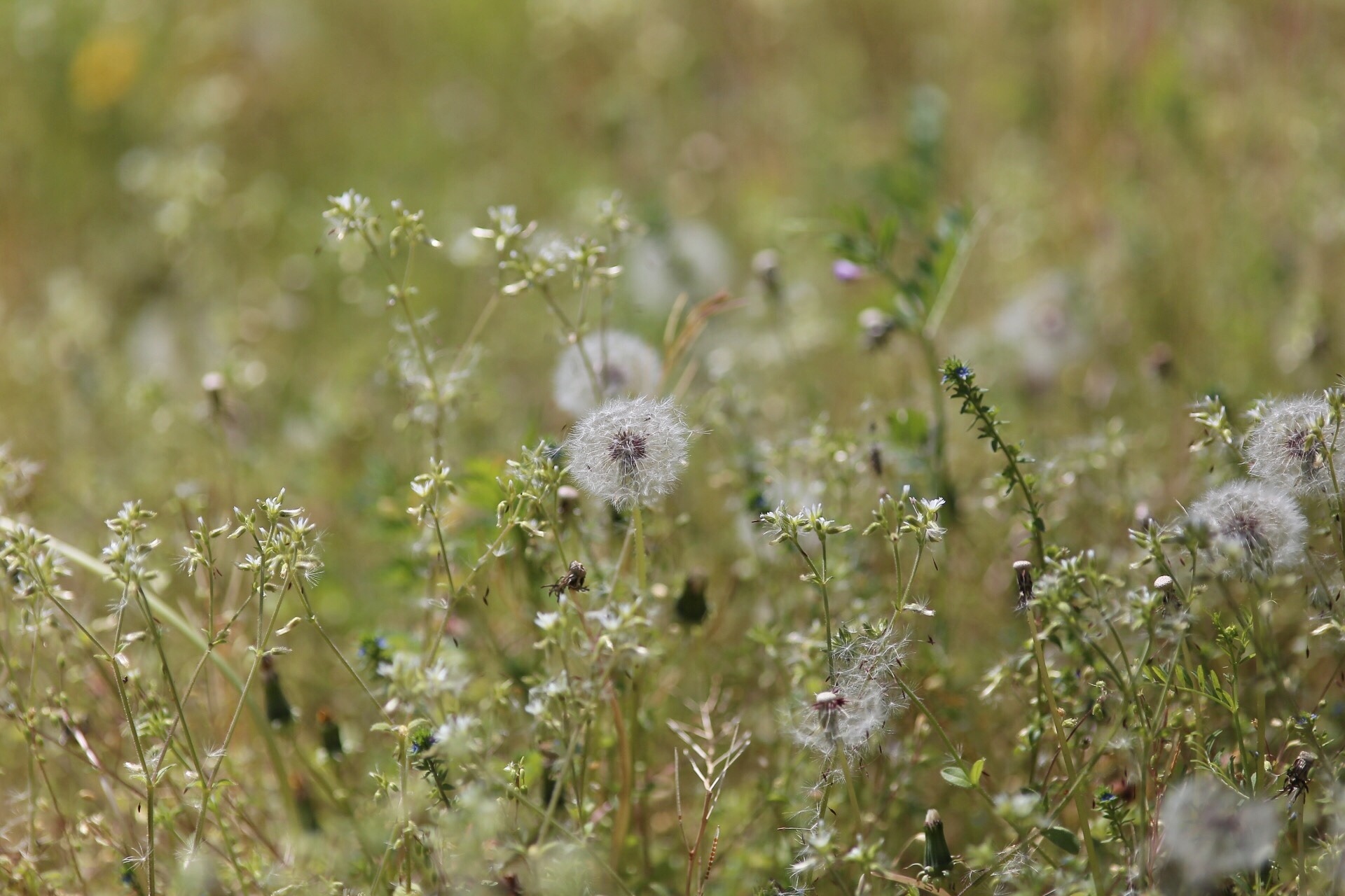 A290E636-B582-400D-8B51-141FB4DA8715.jpeg