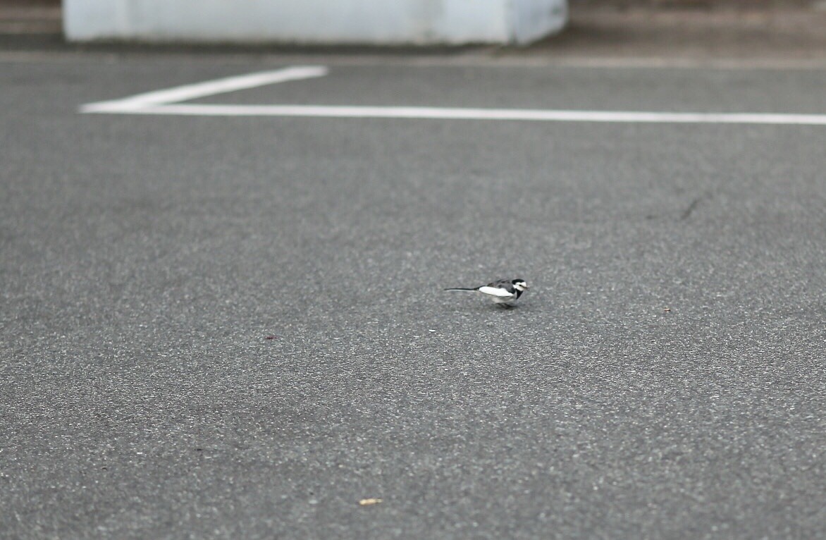 A86C9650-E192-4C9C-827D-7F80D2D6DF66.jpeg