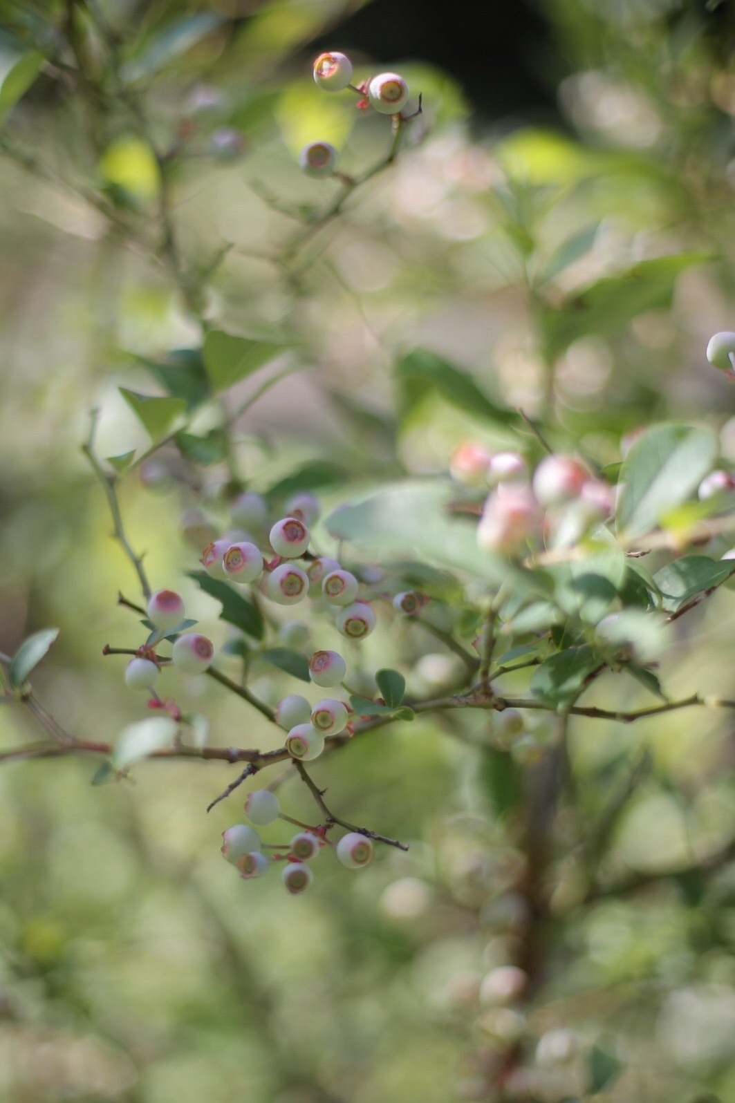 A990964B-4E5C-49D7-B1DA-34D7D034FD76.jpeg