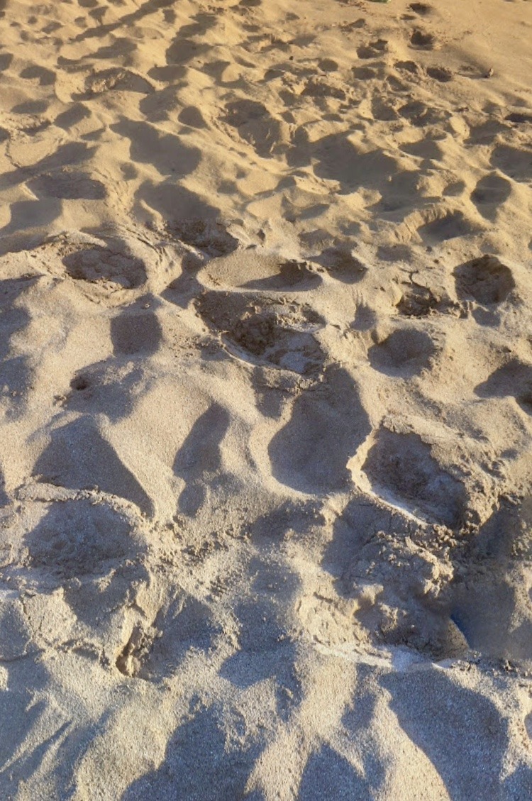 ACE59509-668A-44DA-9500-7F132F47C03C.jpeg