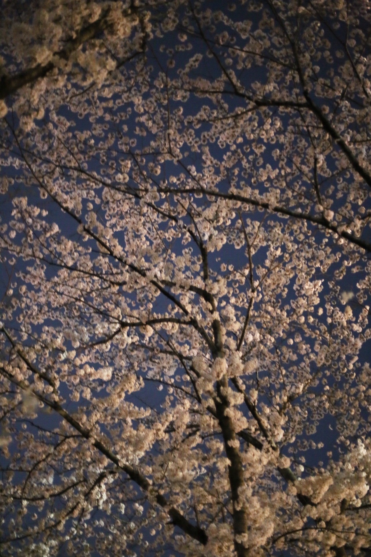B787BE99-FF95-43AE-AA43-ECA0A872A0E1.jpeg
