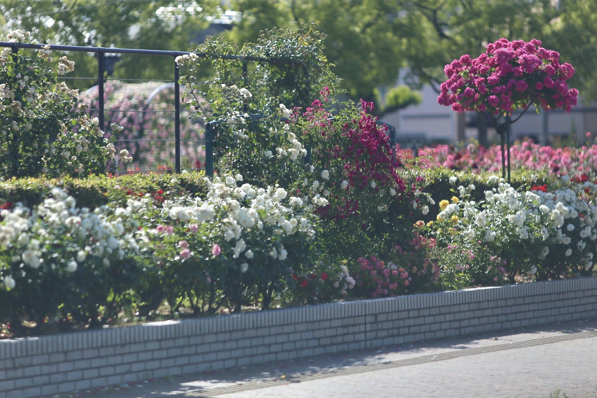 CBFF6F58-9C2B-45B7-ABC8-2D619ABB50A9.jpeg