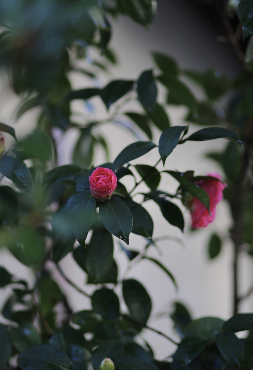 D7FA6A32-3380-422C-856B-2C350702AFF6.jpeg