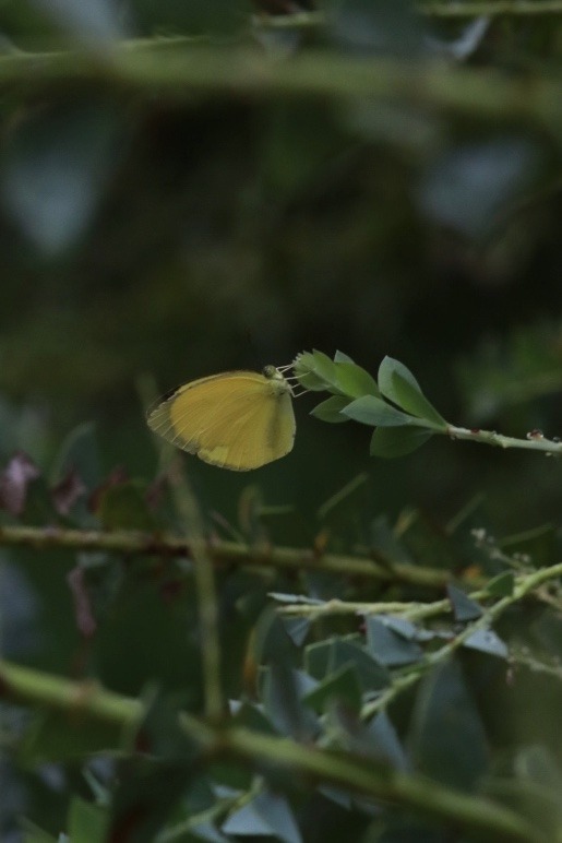 DAFE05D6-59F4-46B4-834A-E772E82CB6A9.jpeg