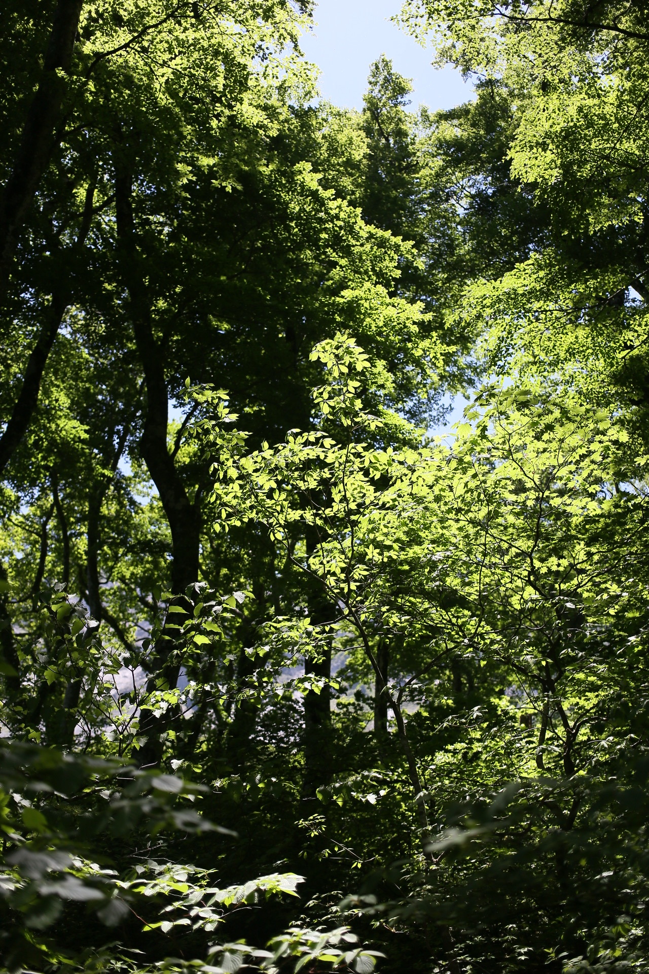 E477773C-1356-4597-AE93-2B25E665D5A4.jpeg