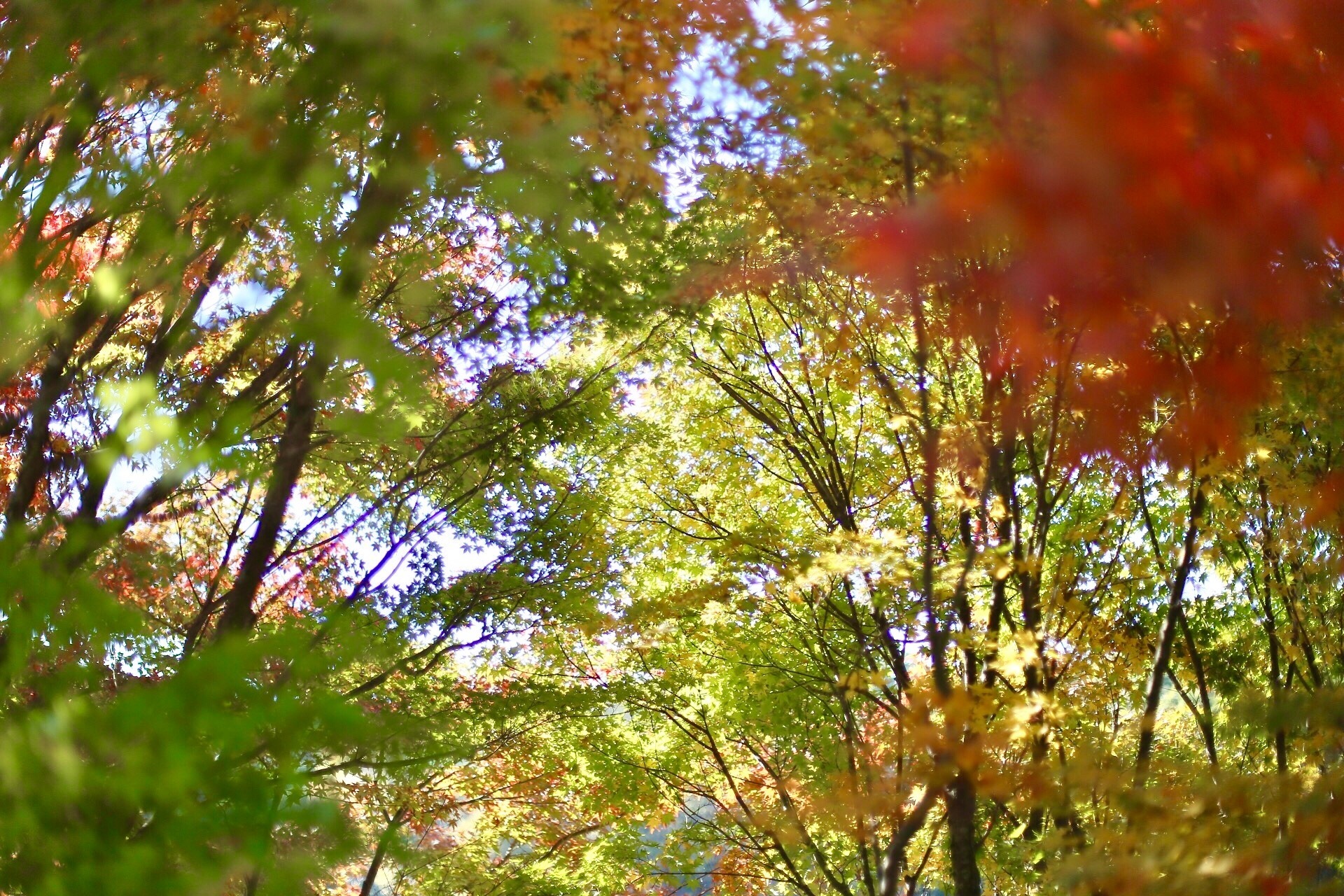 FA4A2899-C9A9-4C17-B82F-C12E6045B6E6.jpeg