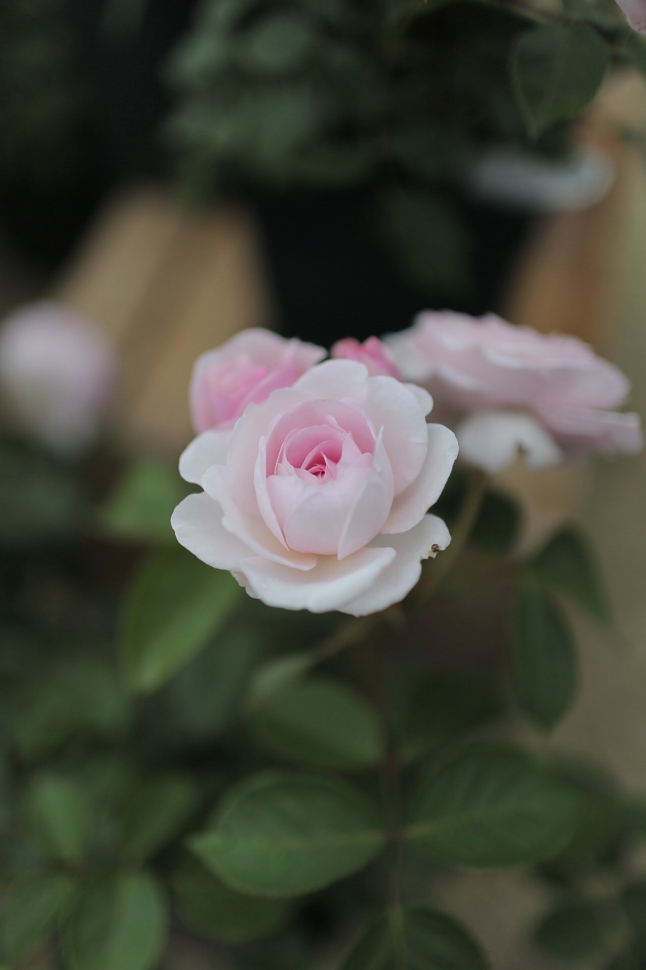 IMG_0074.jpeg
