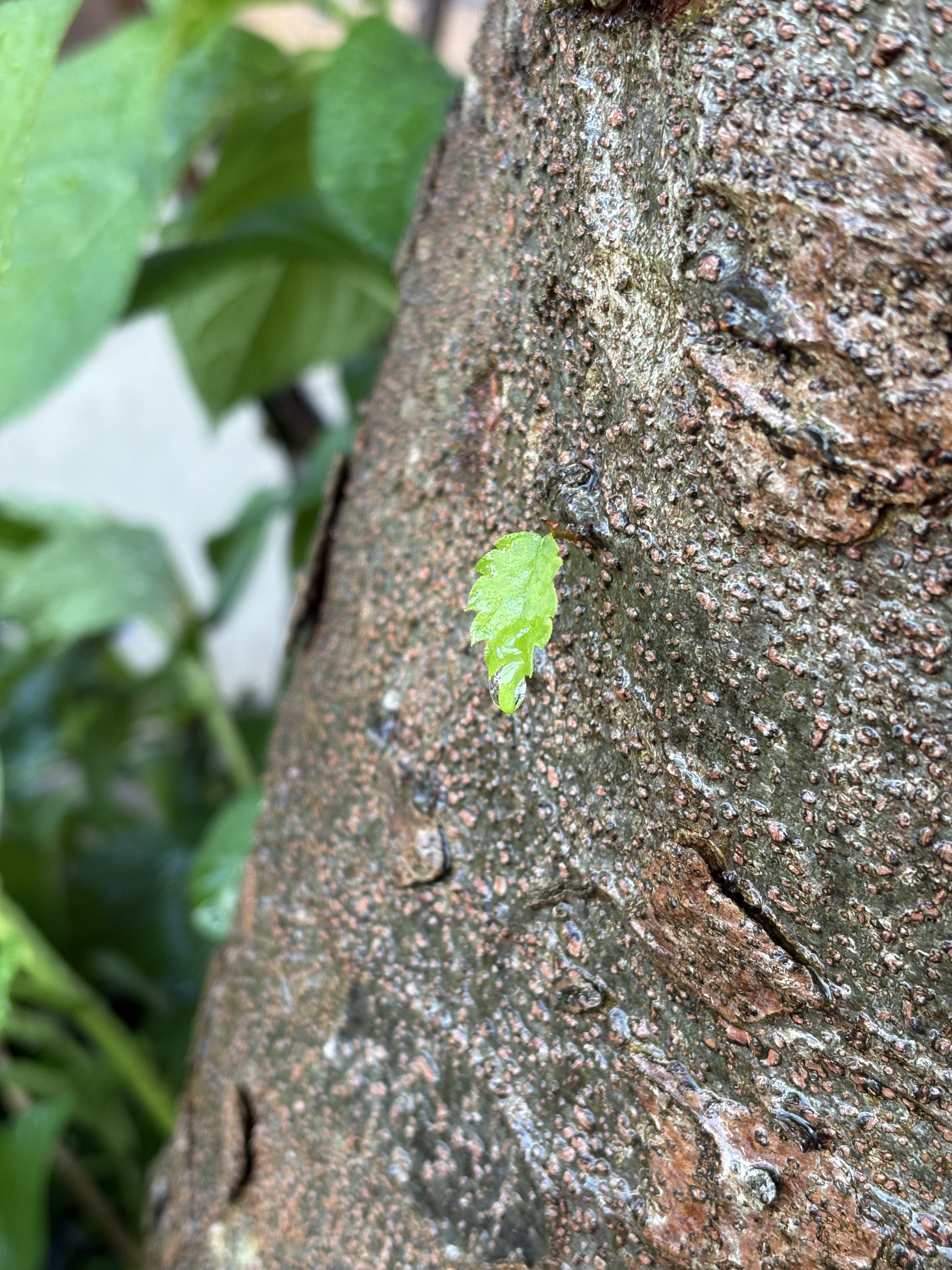 IMG_1684.jpeg