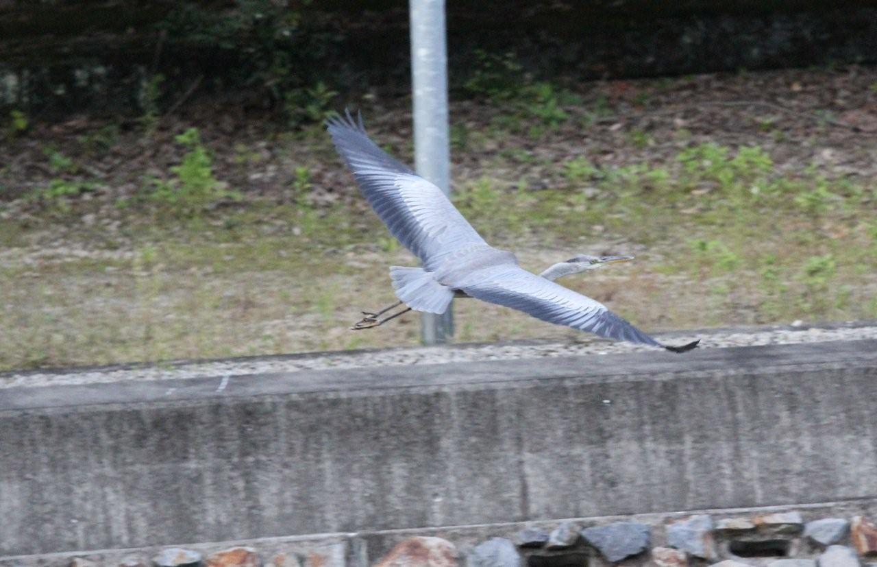 IMG_6132.jpg